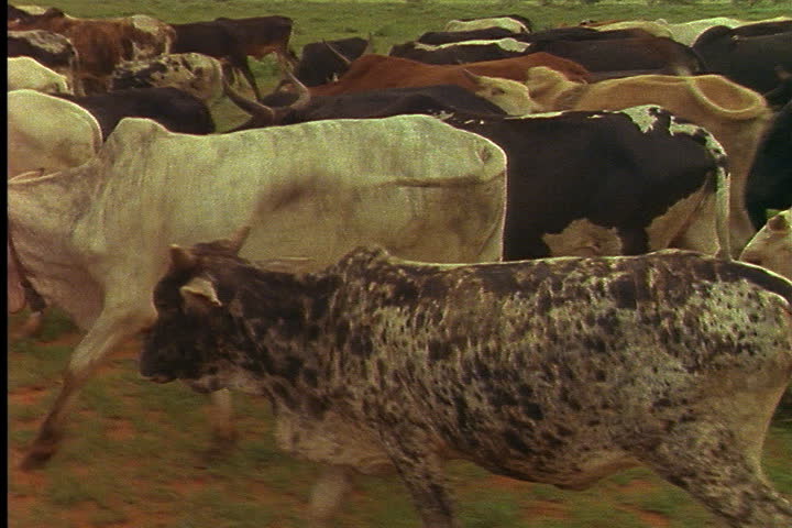 KENYA, AFRICA - CIRCA MARCH 1989: Herd of cattle walking on savannah.