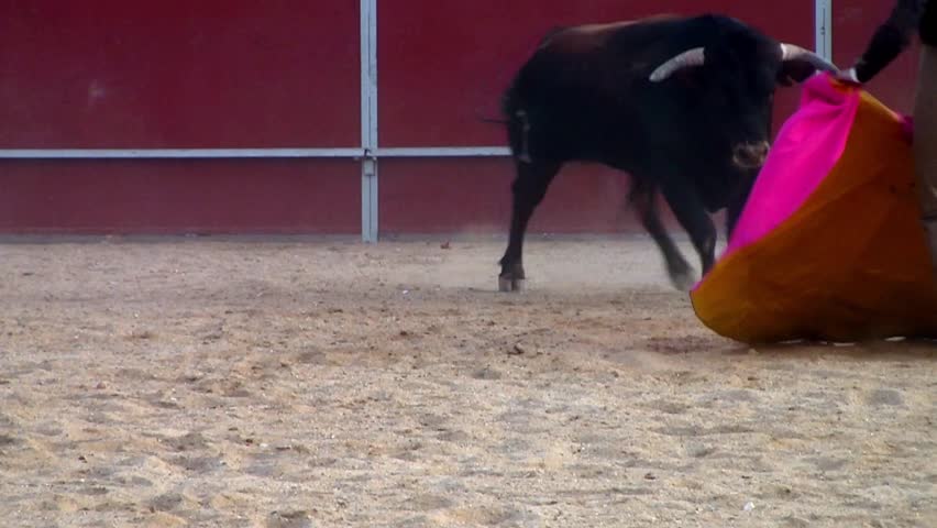 Spain bullfight, powerful black bull