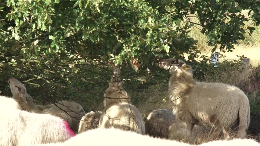 Flock of Veluwe heath sheep under oak tree. For centuries sheep have grazed the heath in the Netherlands. The sheep were raised for their meat and wool but, primarily, for their manure.