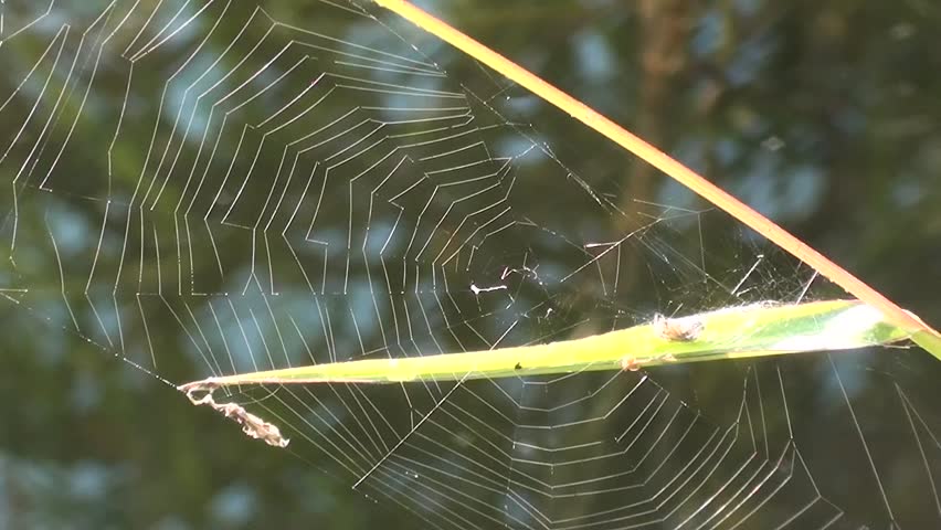 Spiderweb on cane, zoom out