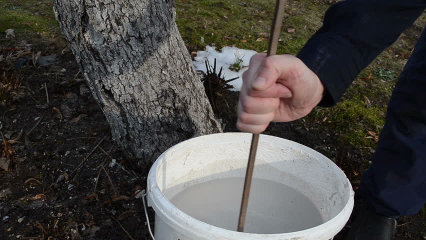 man preparing fruit tree whitening lime fluid help for protect from vermin pest.