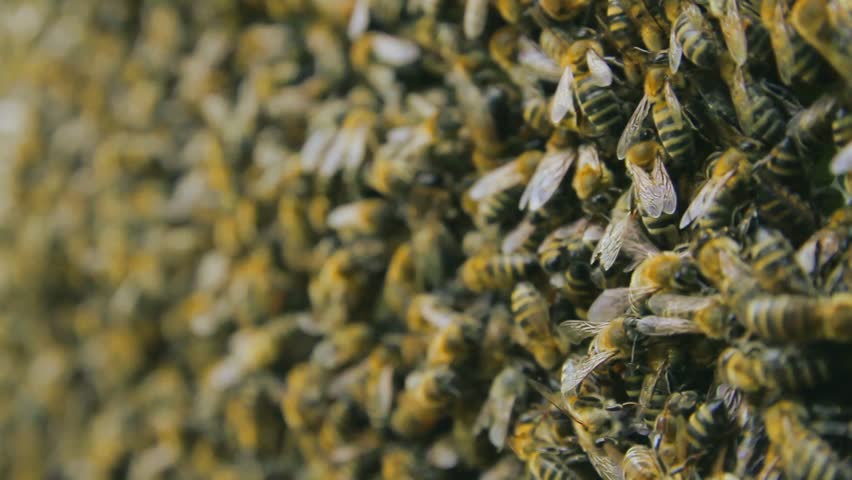Hard Working Bees Swarming on Honeycomb Background HD