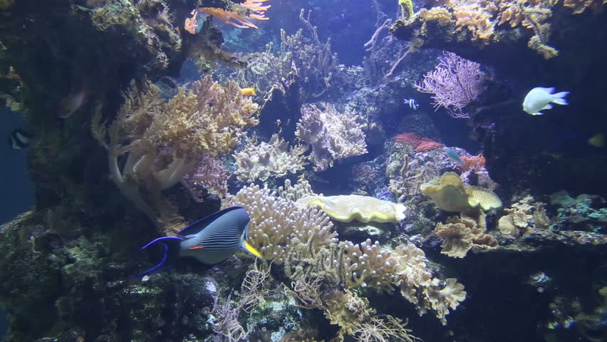 coral life underwater video 1080p