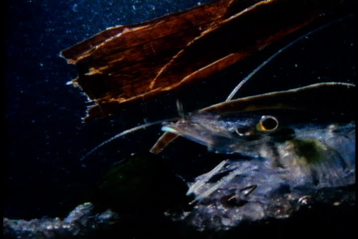 CAPE COD, MASSACHUSETTS - CIRCA OCTOBER 1980: Salt marsh shrimp on ocean floor.