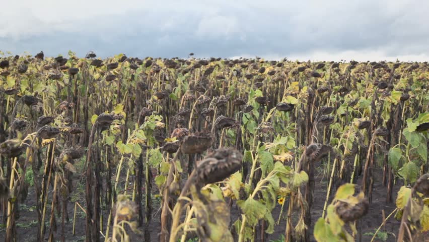 Withered sunflowers on field under cloudy sky at summer day