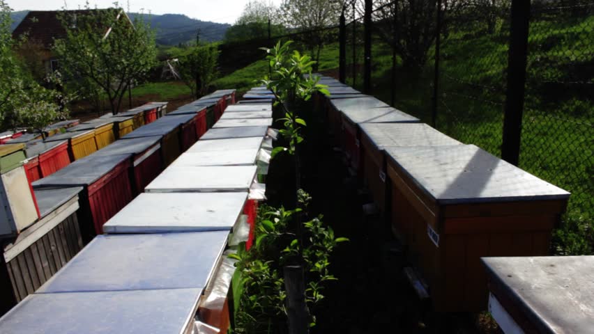 An apiary. Pan shot.