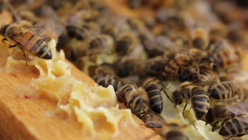 Bees on a honeycomb frame.
