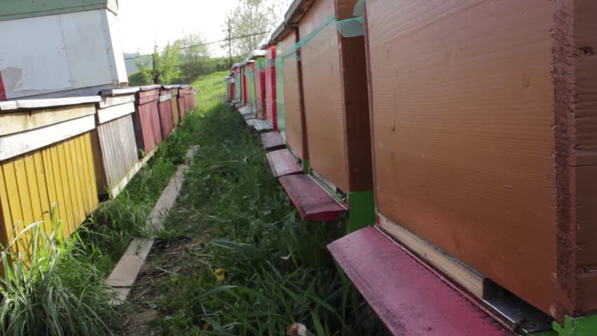 Medium shot of an apiary with beehives in a row.