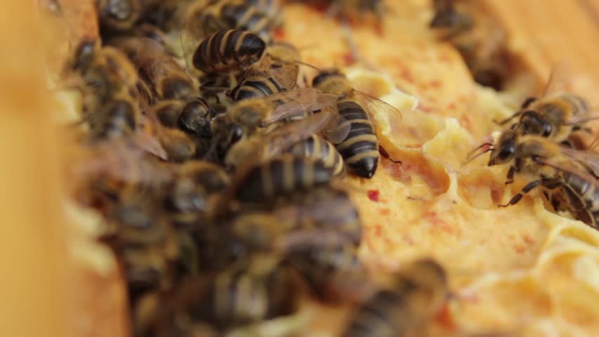The top of a honeycomb frame with bees.