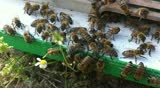 Bees moving in front of there hive