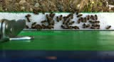 Bees moving in front of there hive