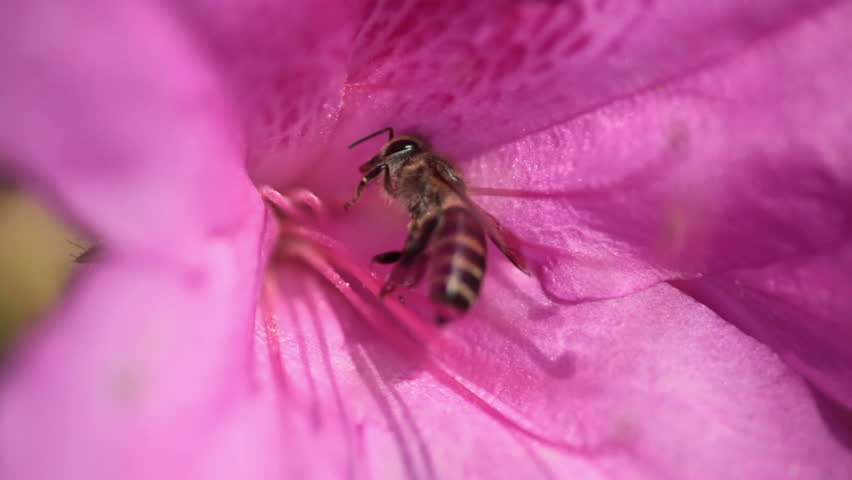 the bee with the  rhododendra in the morning.