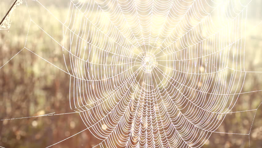 Spider net with water drops