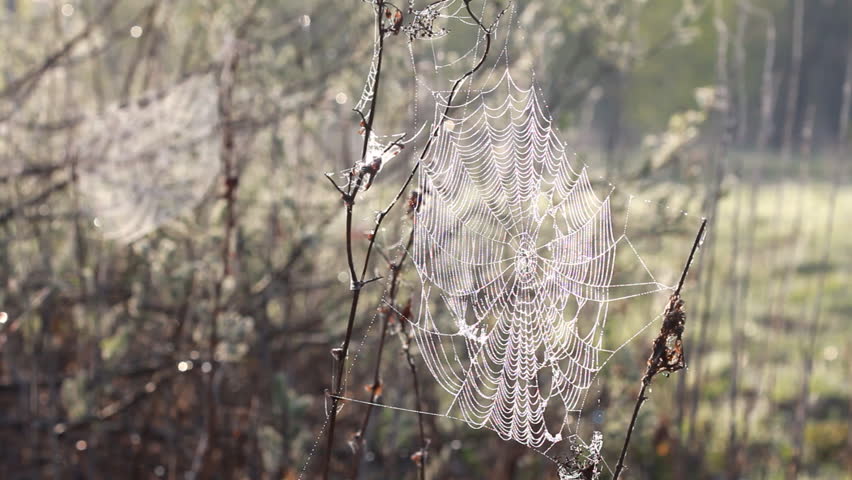 Spider web with water drops