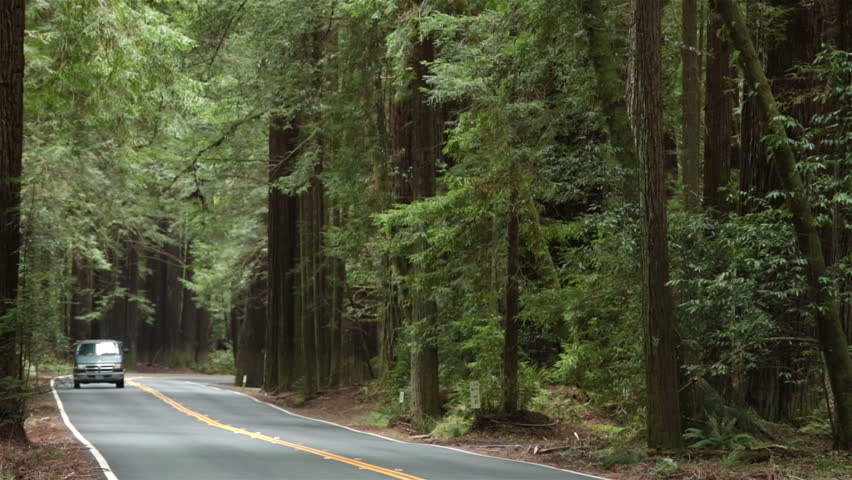 Traffic drives California Redwood forest. Sequoia National Park Sierra Nevada mountains. Established 1890. 404,063 acres. Park famous for its giant sequoia, the largest trees on Earth. 