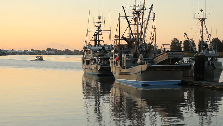 Boat Passing Seiners, Steveston. A commercial fish boat leaves Steveston Harbor for the fishing grounds at dawn. Near Vancouver, British Columbia.