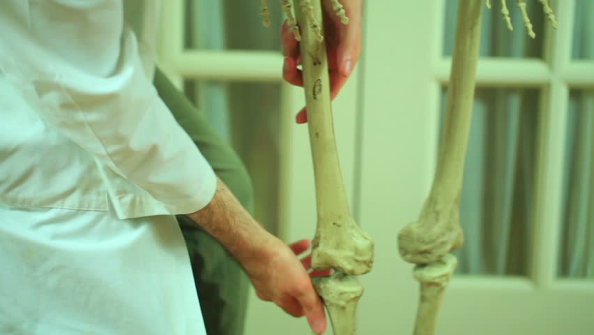 Knee bone doctor discussing. 
