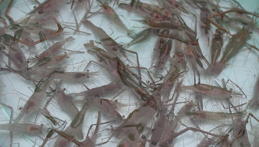 shrimp swimming in water