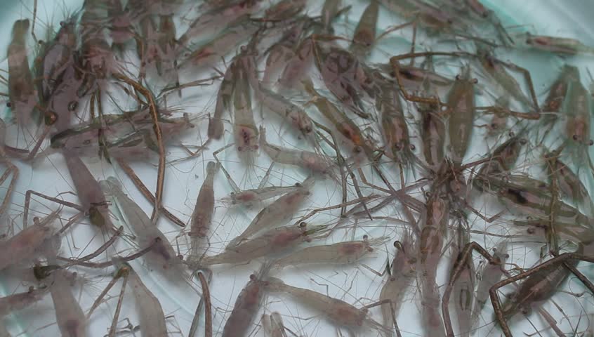 shrimp swimming in water