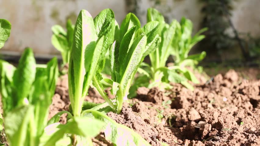 lettuce on garden blown by wind closeup view Water rain drops on green leaves closeup view Full HD footage sustainability concept for green energy