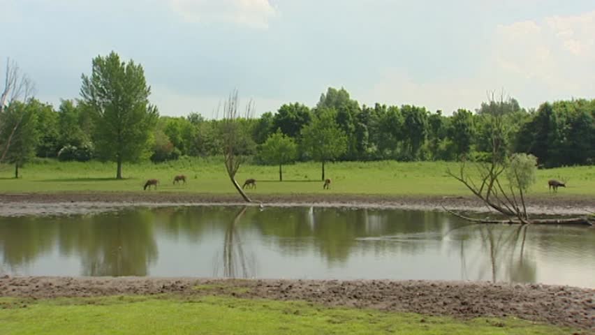 Swamp with Pere David's Deer (Elaphurus davidianus) or Milu. Pere David's Deer prefer marshland and graze on a mixture of grass and water plants.