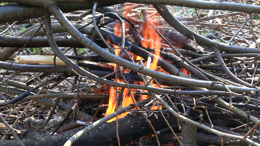 Campfire with sound. The branches of the trees are burned. 