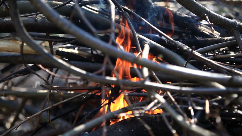 Campfire with sound. The branches of the trees are burned. 