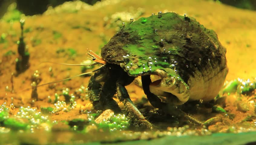 Diogenes-crab