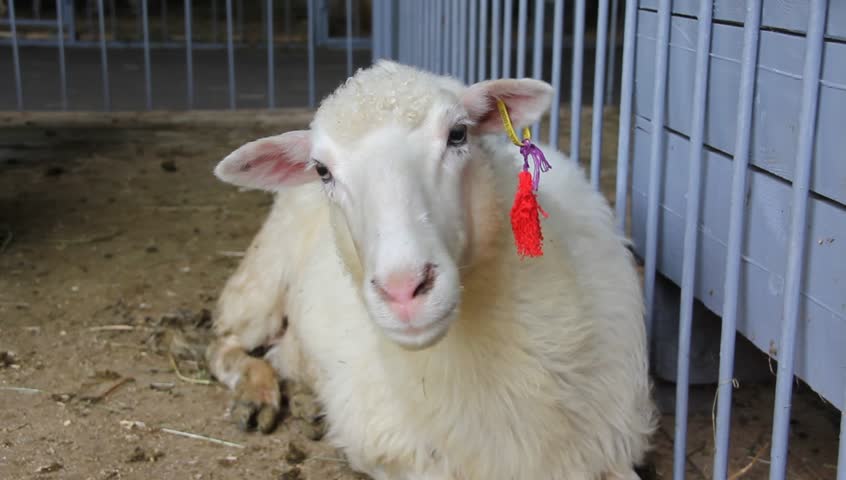 White sheep in cage