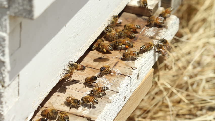 Worker Bees performing a "fanning" behavior at the entrance to a bee colony. HD 1080p.