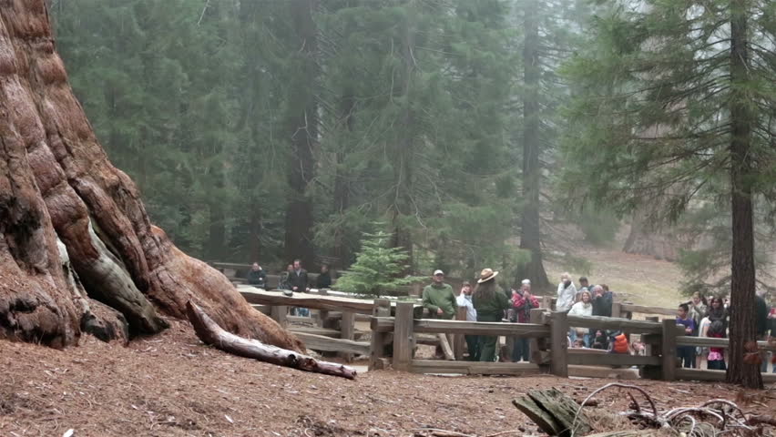 SEQUOIA NATIONAL PARK CALIFORNIA APR 2013: Family vacation explore worlds largest tree, General Sherman.  Established 1890. Environmental sensitive area preserved future generations. Ranger in fog.