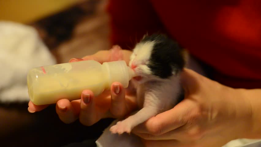 orphan kitten drinks from bottle