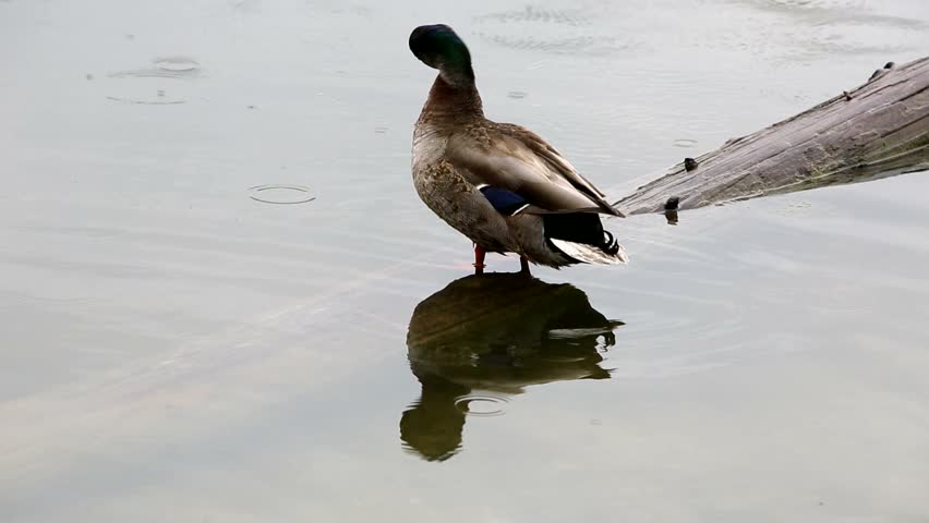 A lone mallard duck cleansing itself on a log in a pond during light rain, while a second mallard duck enters the scene to clean itself.