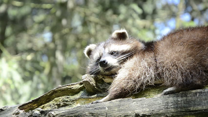 Raccoon lying lazy on tree and scratching at the trunk