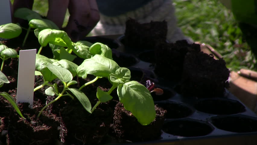 small basil plants,windy