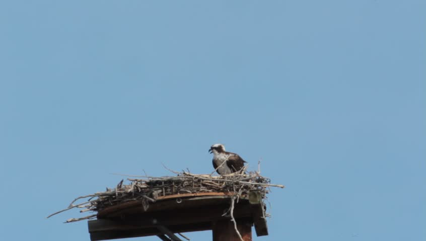 "Osprey Home Improvement" - No matter how comfortable their nest may be, the osprey will continue to improve it to make it their perfect home. 
