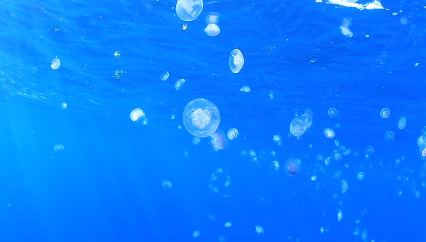 High Definition Video of Moon Jellyfish underwater in ocean