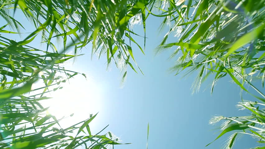 Green Summer Wheat Seen from Ground with Sun and Lens Flare Background HD