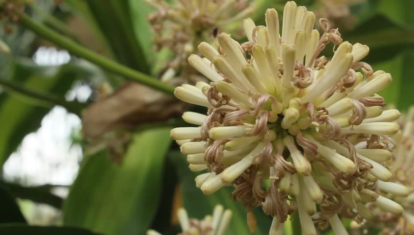 magnolia flower 