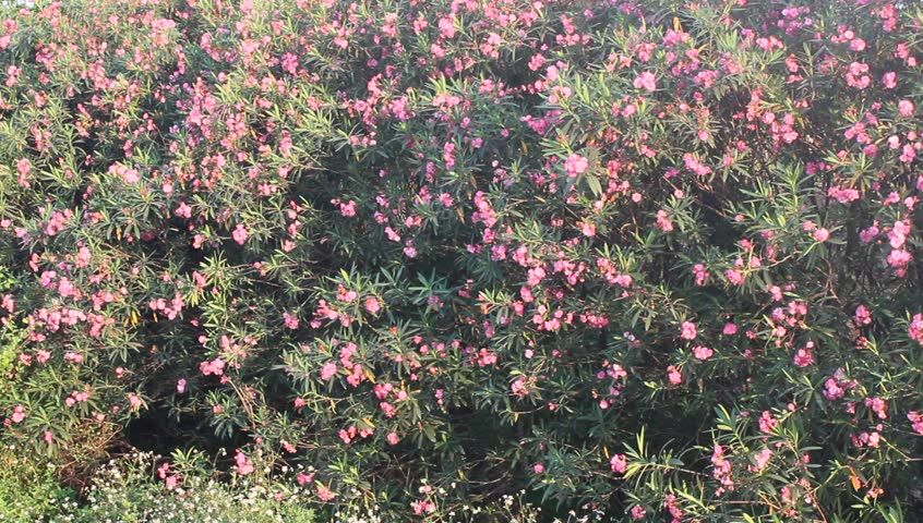 purple flowers and wind