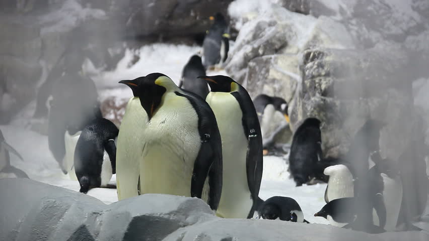 Emperor Penguins in an enclosed Habitat 