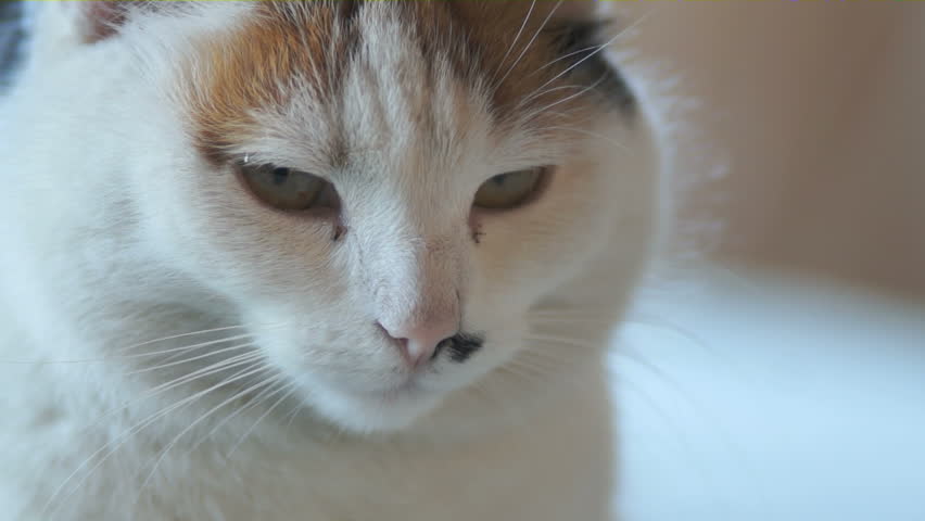 Closeup on a cat face