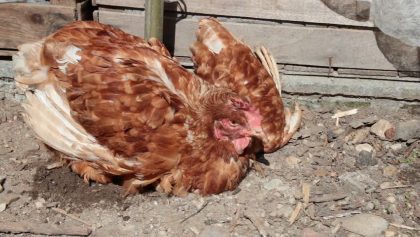 Poultry disease