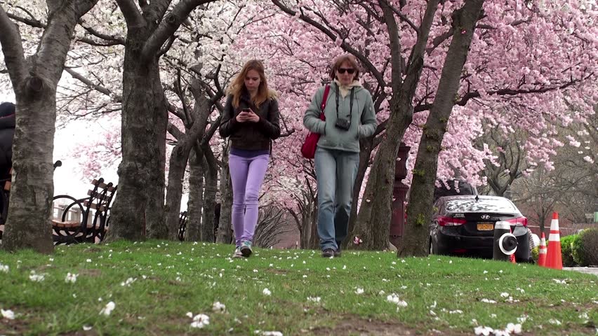 Walk along the promenade Roosevelt Island with cherry blossoms, NYC.