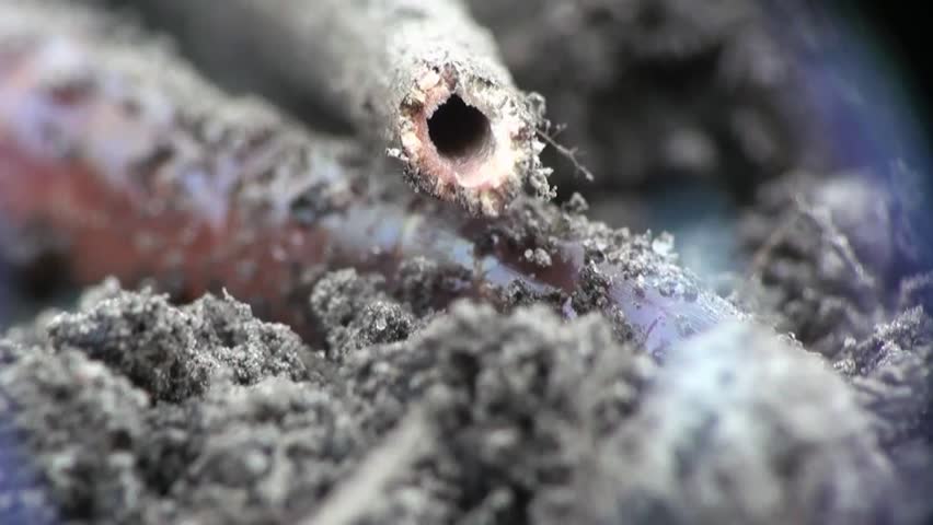 Earth worm is hiding in the ground