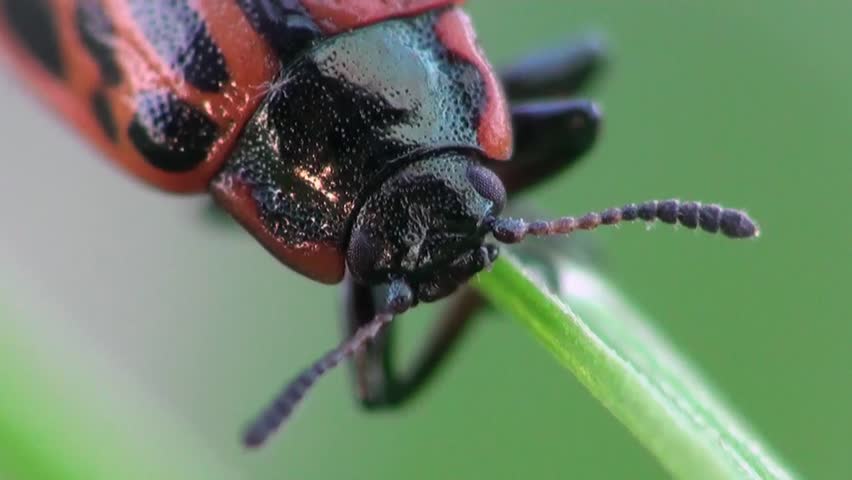 ladybug sitting on leaf