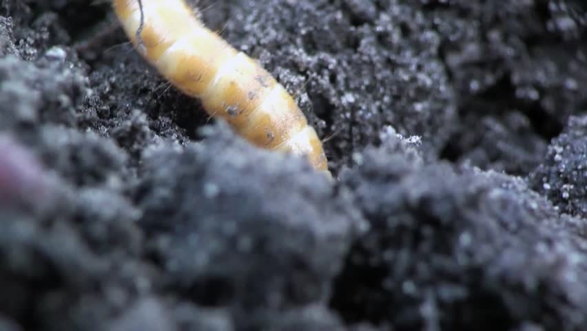 Beetle larva burrows into the ground