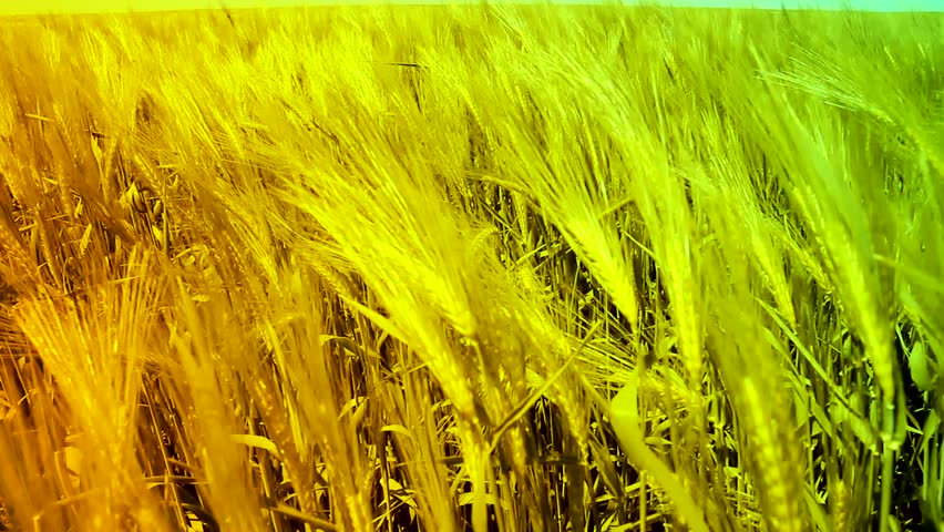 Ripe Wheat Field Waved by Autumn Wind Summer Nature Background HD