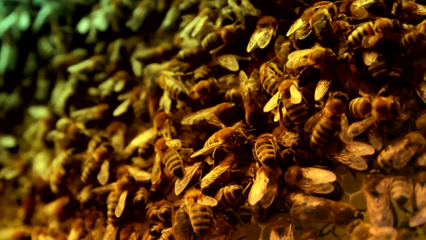 Busy Bee Workers on Honeycomb Colorized Background HD