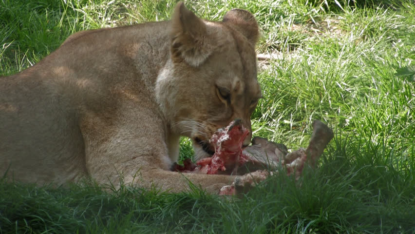 RARE Atlas Lion. A large female Barbary Lion picks over the remains of a carcass.